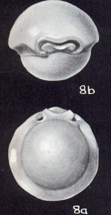 Pyrgo simulatus McCulloch, 1981