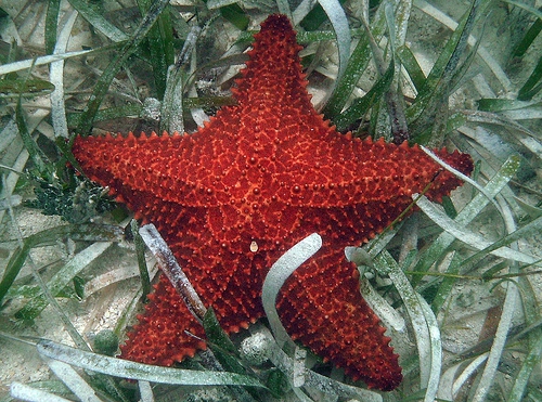 Oreaster reticulatus Oreaster reticulatus