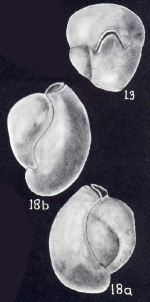 Miliolinella trinidadensis McCulloch, 1981