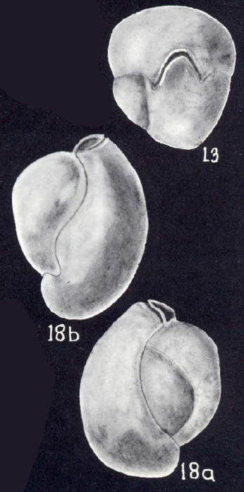 Miliolinella trinidadensis McCulloch, 1981