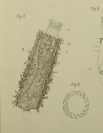 Tintinnidium semiciliatum Sterki, 1879