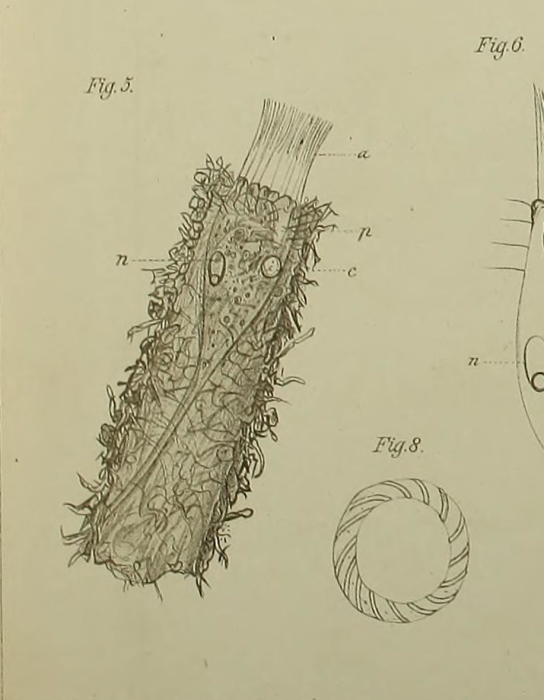Tintinnidium semiciliatum Sterki, 1879