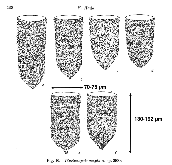 Tintinnopsis ampla Hada, 1937