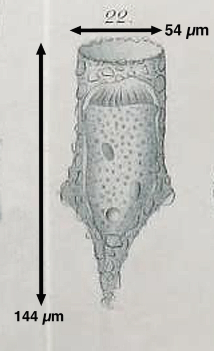 Tintinnopsis angulata Daday, 1887