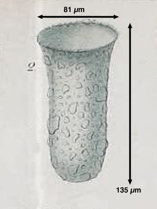 Tintinnopsis cyathus Daday 1887