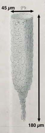 Tintinnopsis davidoffi var. cylindrica Daday 1887