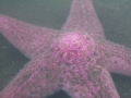 Echinodermata (echinoderms)