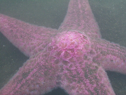 Pisaster brevispinus Pisaster brevispinus