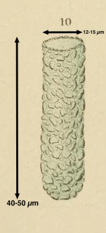 Tintinnopsis cylindrica Daday 1892
