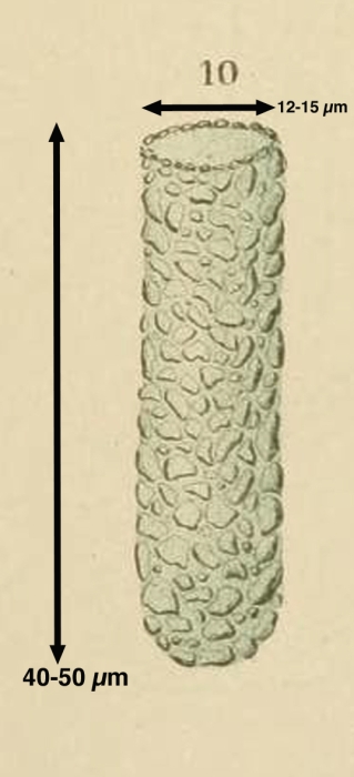 Tintinnopsis cylindrica Daday 1892