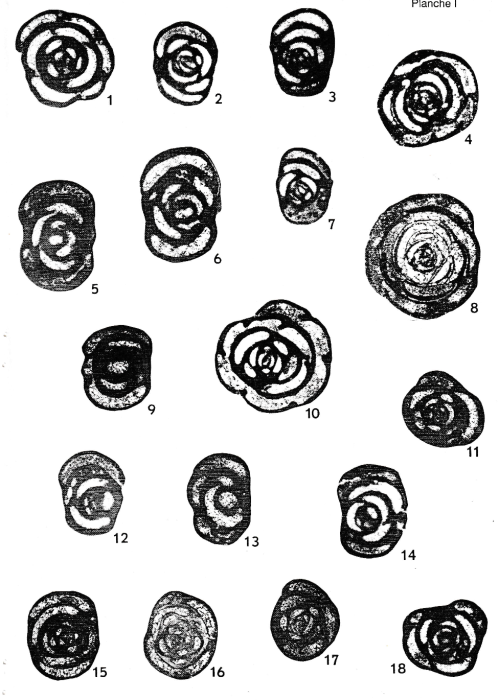 Pseudonummoloculina aurigerica Calvez, 1988