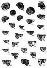 Dobrogelina (?) angulata Calvez, 1988