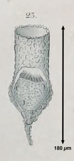 Tintinnopsis lindeni Daday, 1887