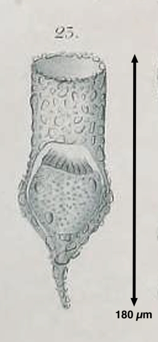 Tintinnopsis lindeni Daday, 1887