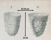 Tintinnopsis beroidea var. plagiostoma Daday 1887 now known as T. plagiostoma