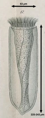Undella hyalina Daday 1887