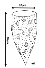 Tintinnopsis bacillaria Hada, 1970