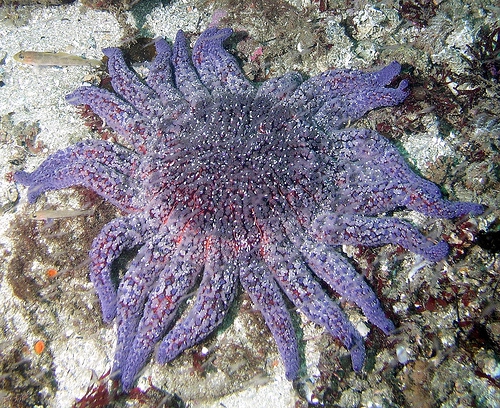 Pycnopodia helianthoides Pycnopodia helianthoides