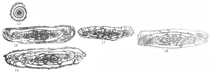 Triticites submagdalium Myers, 1967