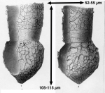 Tintinnopsis bermudensis Brandt, 1906