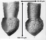 Tintinnopsis bermudensis Brandt, 1906