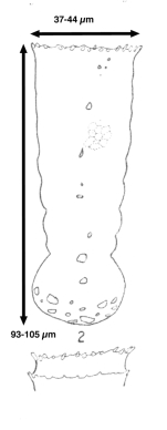 Tintinnopsis capitonis Balech, 1968