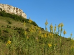 ​Solidago microglossa (Asteraceae: Astereae: Solidagininaeae)