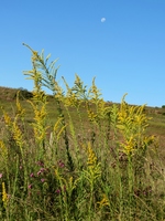 ​Solidago microglossa (Asteraceae: Astereae: Solidagininaeae)