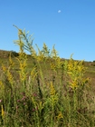 ​Solidago microglossa (Asteraceae: Astereae: Solidagininaeae)