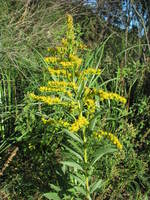 ​Solidago microglossa (Asteraceae: Astereae: Solidagininaeae)