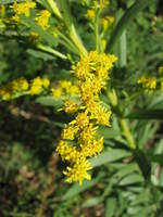 ​Solidago microglossa (Asteraceae: Astereae: Solidagininaeae)