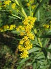 ​Solidago microglossa (Asteraceae: Astereae: Solidagininaeae)