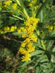 ​Solidago microglossa (Asteraceae: Astereae: Solidagininaeae)