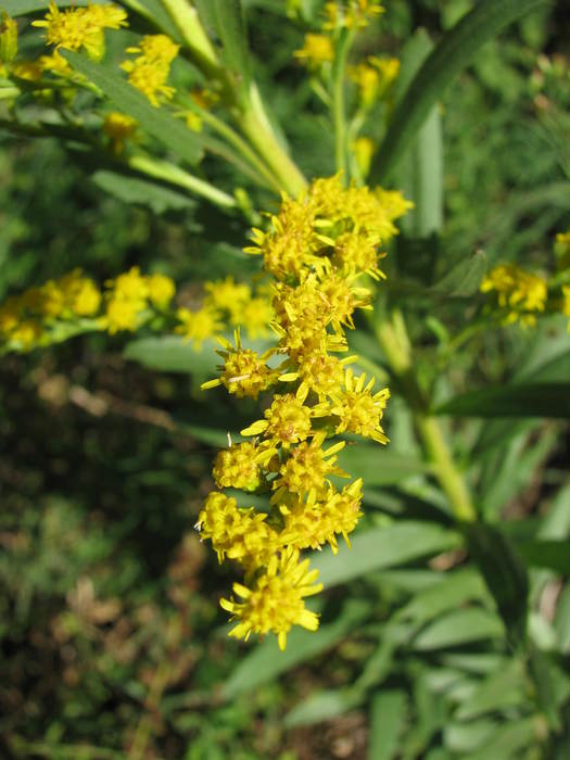 ​Solidago microglossa (Asteraceae: Astereae: Solidagininaeae)