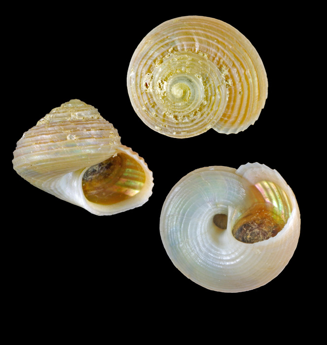 Margarites groenlandicus (Gmelin, 1791) - Iceland W - 5.1 mm Margarites groenlandicus (Gmelin, 1791) - Iceland W - 5.1 mm