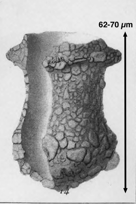 Tintinnopsis capulus Brandt, 1906