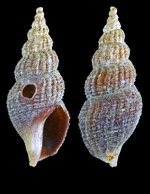 Oenopota pingelii (Møller, 1842) - Iceland N - 14.3 mm