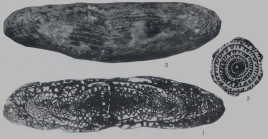 Fusulina mysticensis Thompson, 1934