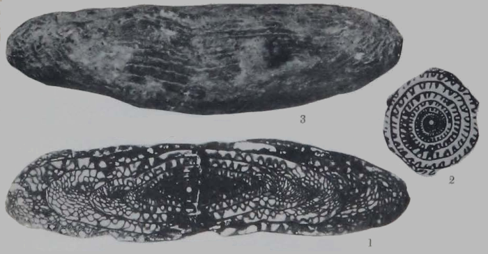 Fusulina mysticensis Thompson, 1934