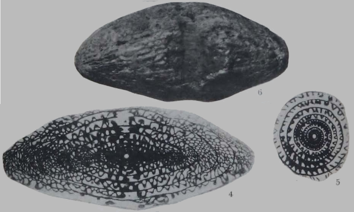 Fusulina megista Thompson, 1934