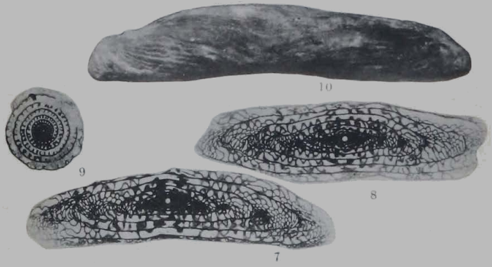 Fusulina eximia Thompson, 1934
