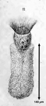Tintinnus mucicola Claparède & Lachman 1858