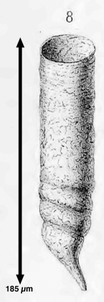 Tintinnus helix Claparède & Lachman, 1858