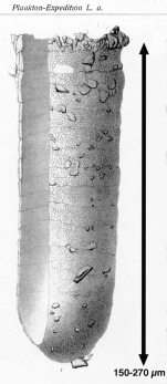 Coxliella helix var. cochleata Brandt, 1906