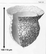Tintinnopsis dadayi var. schotti Brandt 1906