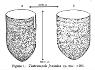 Tintinnopsis japonica Hada, 1932