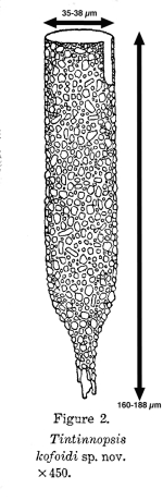 Tintinnopsis kofoidi Hada, 1932