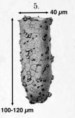 Tintinnopsis karajacensis Brandt, 1896