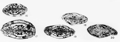 Triticites bungerensis Kauffman & Roth, 1966