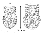 Tintinnopsis lohmanni Laackmann, 1908